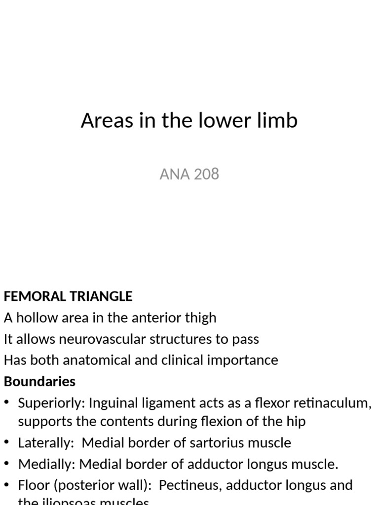 Anatomy of the Lower Limb Structures | PDF | Human Leg | Knee
