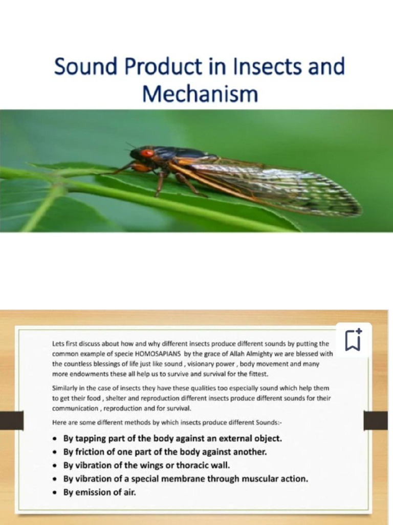 Stridulation in Insects | PDF