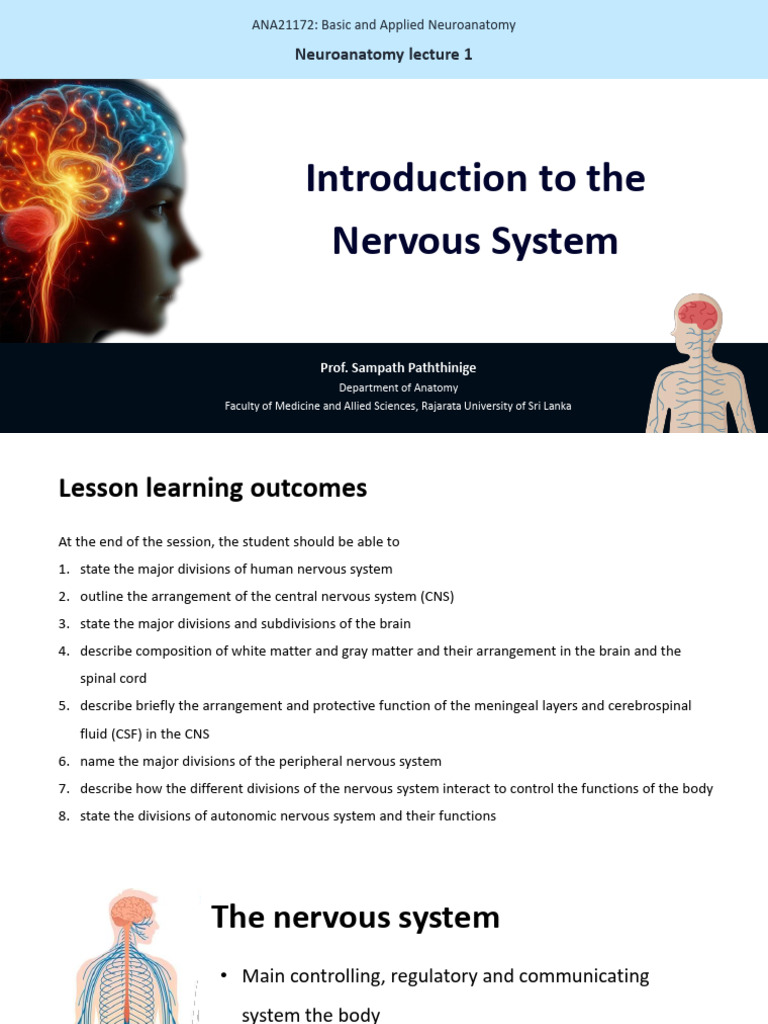 Overview of the Human Nervous System | PDF | Central Nervous System ...