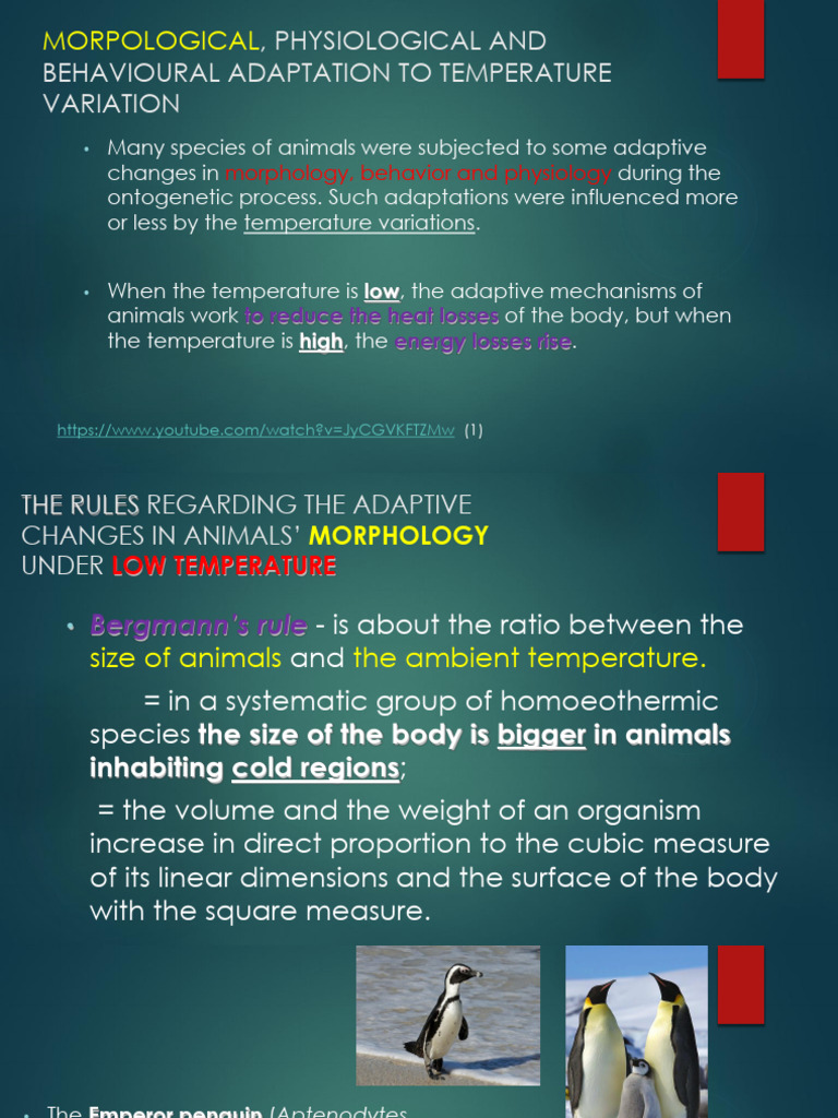 Curated visual reference: Gallery Detail: Abe Curs 2 3 Morphological Phisiological And Behavioral Adaptations