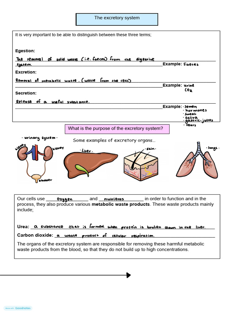 Overview of the Excretory System | PDF | Kidney | Urine