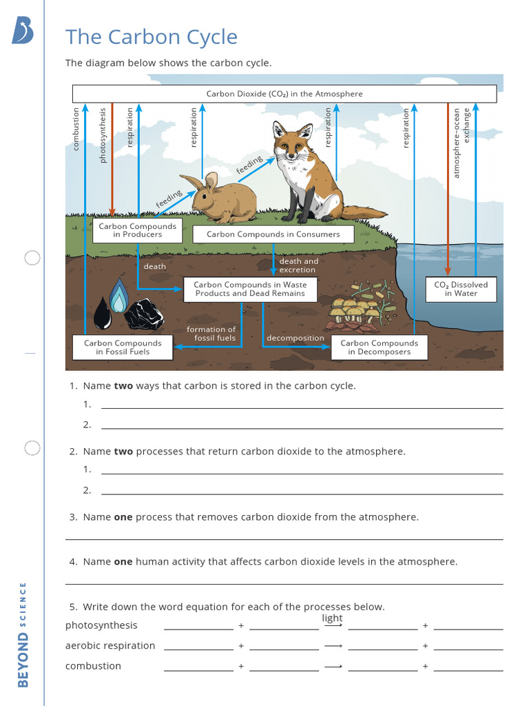 The Carbon Cycle Homework Sheet | PDF | Carbon Cycle | Carbon Dioxide