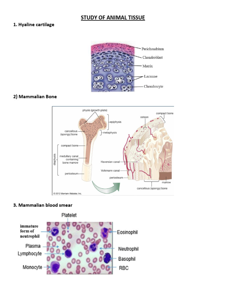 Animal Tissue Study: Types & Functions | PDF | Muscle | Pancreas