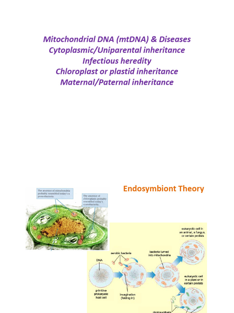 Mitochondrial DNA: Inheritance & Diseases | PDF | Mitochondrial Dna ...