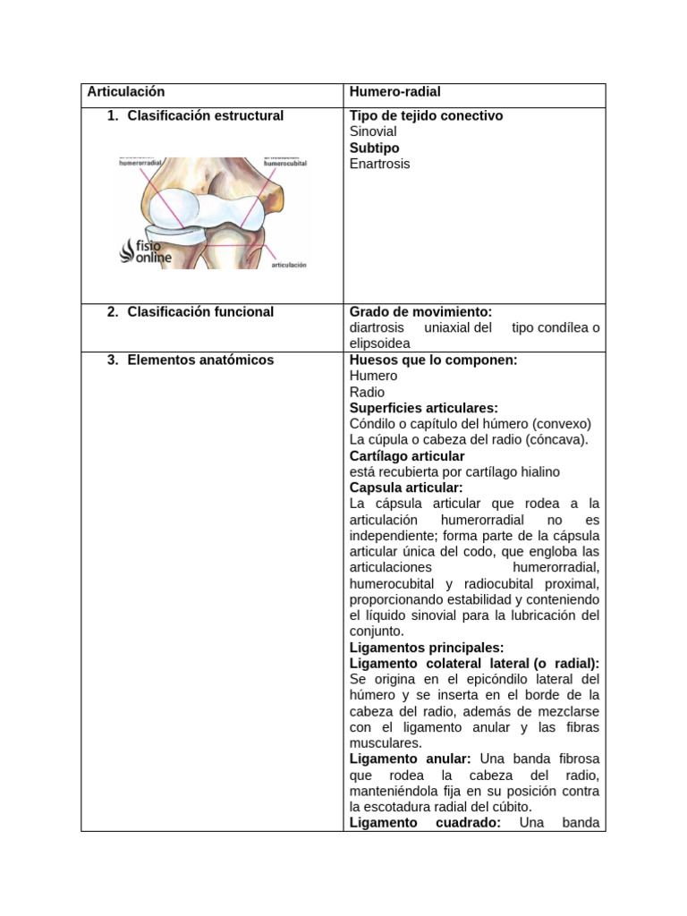 Anatomía y Función de la Articulación Humeroradial | PDF | Articulación ...