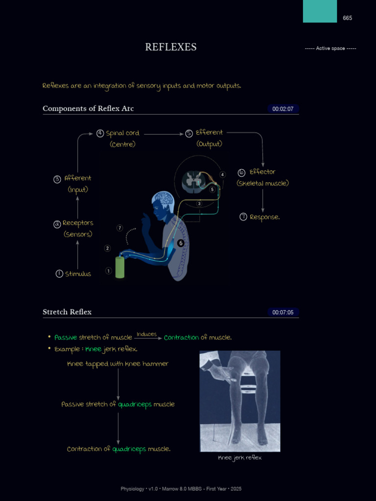 refllex | PDF | Motor Neuron | Nervous System