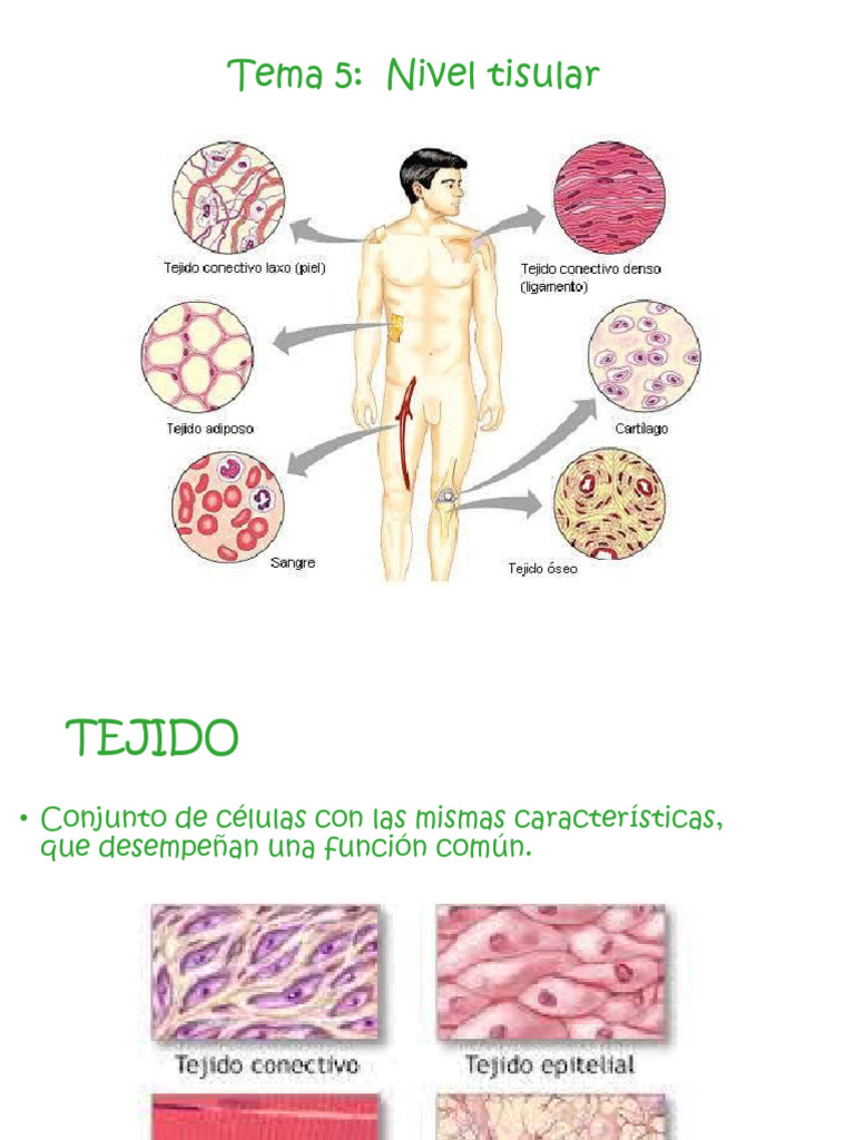 Nivel Tisular | PDF | Epitelio | Tejido conectivo