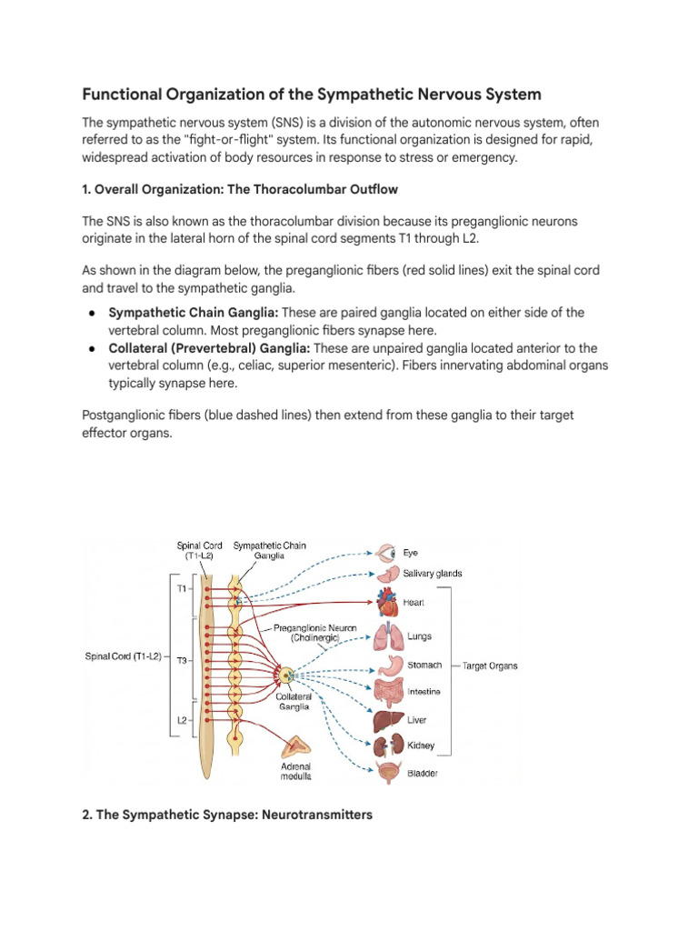 Sympathetic Nervous System Overview | PDF | Nervous System | Neuroanatomy