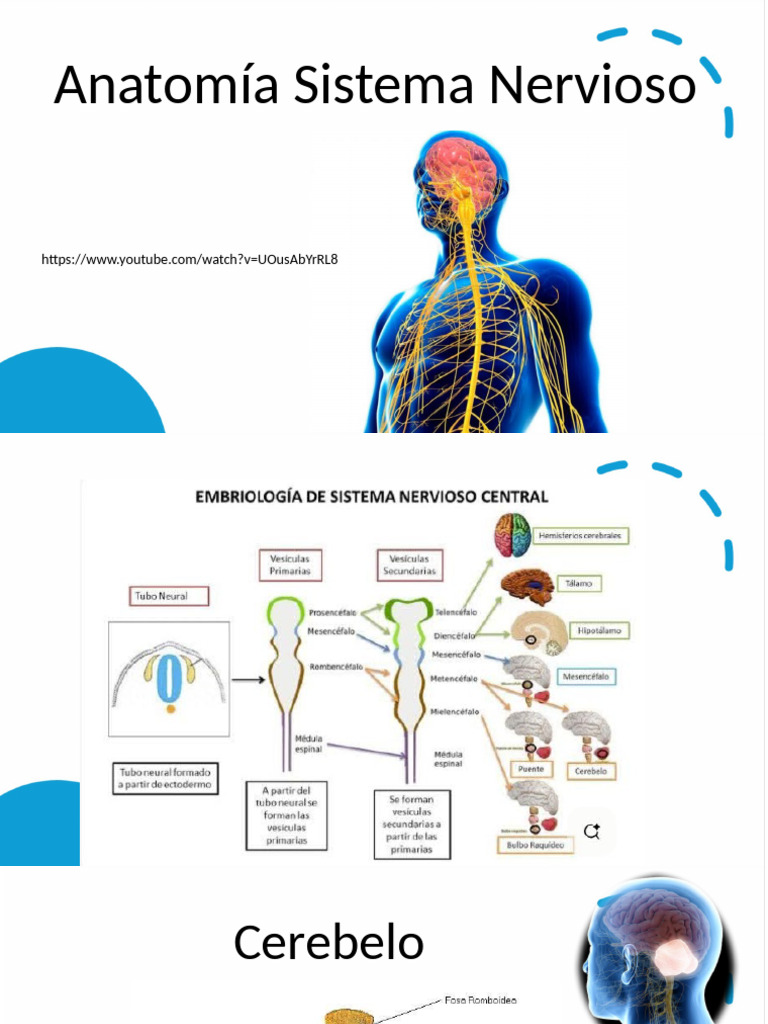 Sistema Nervioso Clase 4 Valido | PDF
