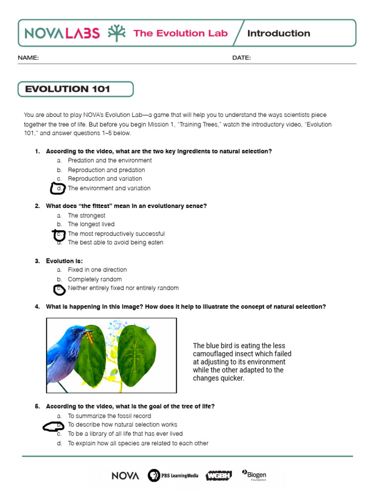 Understanding Evolution Through Interactive Lab | PDF | Hominidae ...