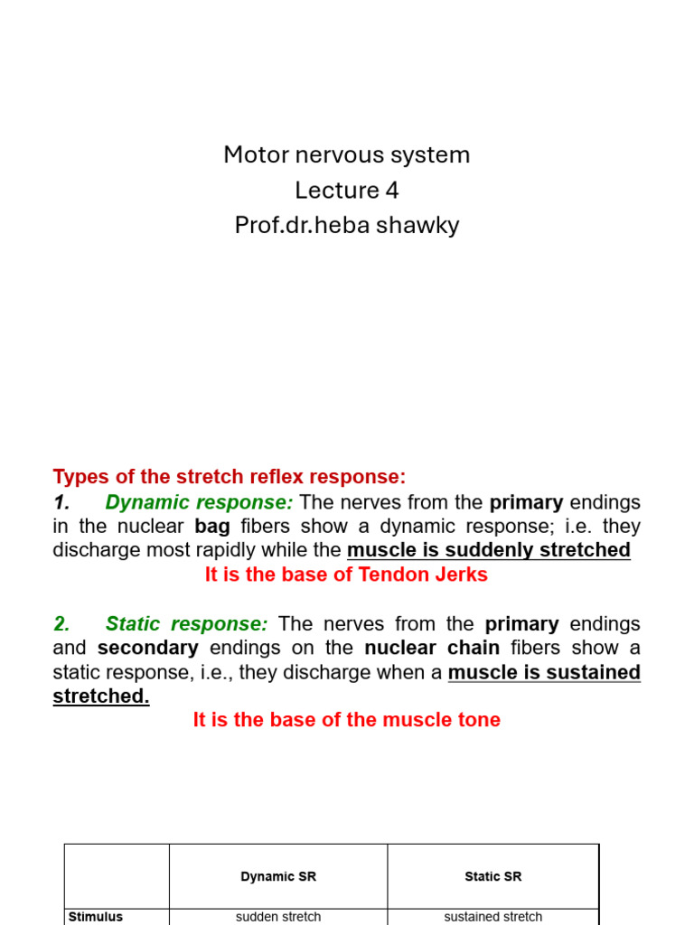 Stretch Reflex and Muscle Tone Explained | PDF | Motor Neuron ...