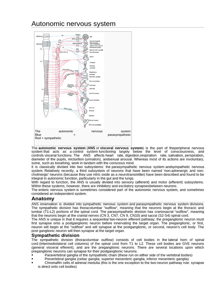 Autonomic Nervous System Overview | PDF | Cerebellum | Autonomic ...
