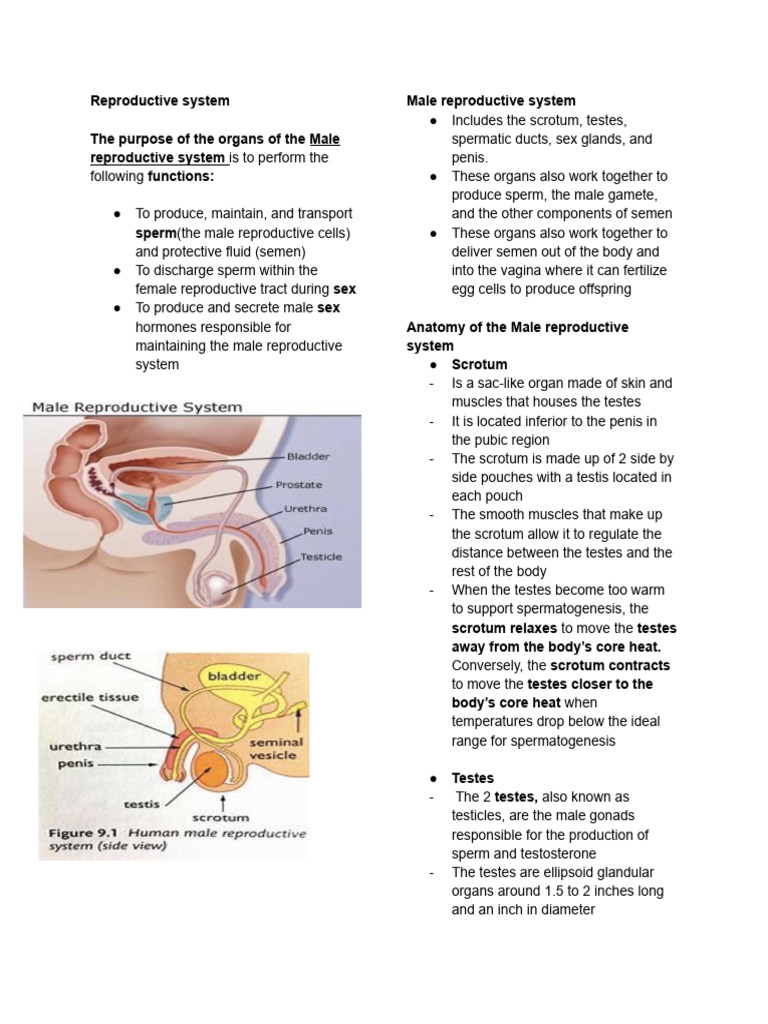 Reproductive System | PDF | Menstrual Cycle | Testicle