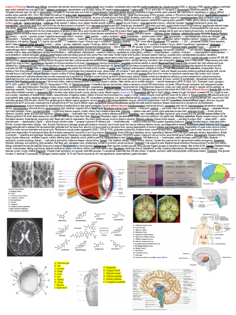 Neurons, Hormones, and Sensory Systems Overview | PDF | Action ...