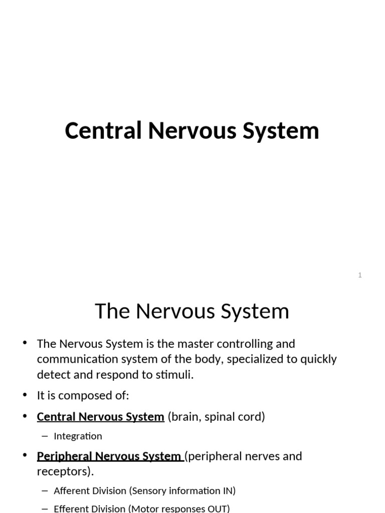 Overview of the Central Nervous System | PDF | Nervous System | Muscle ...
