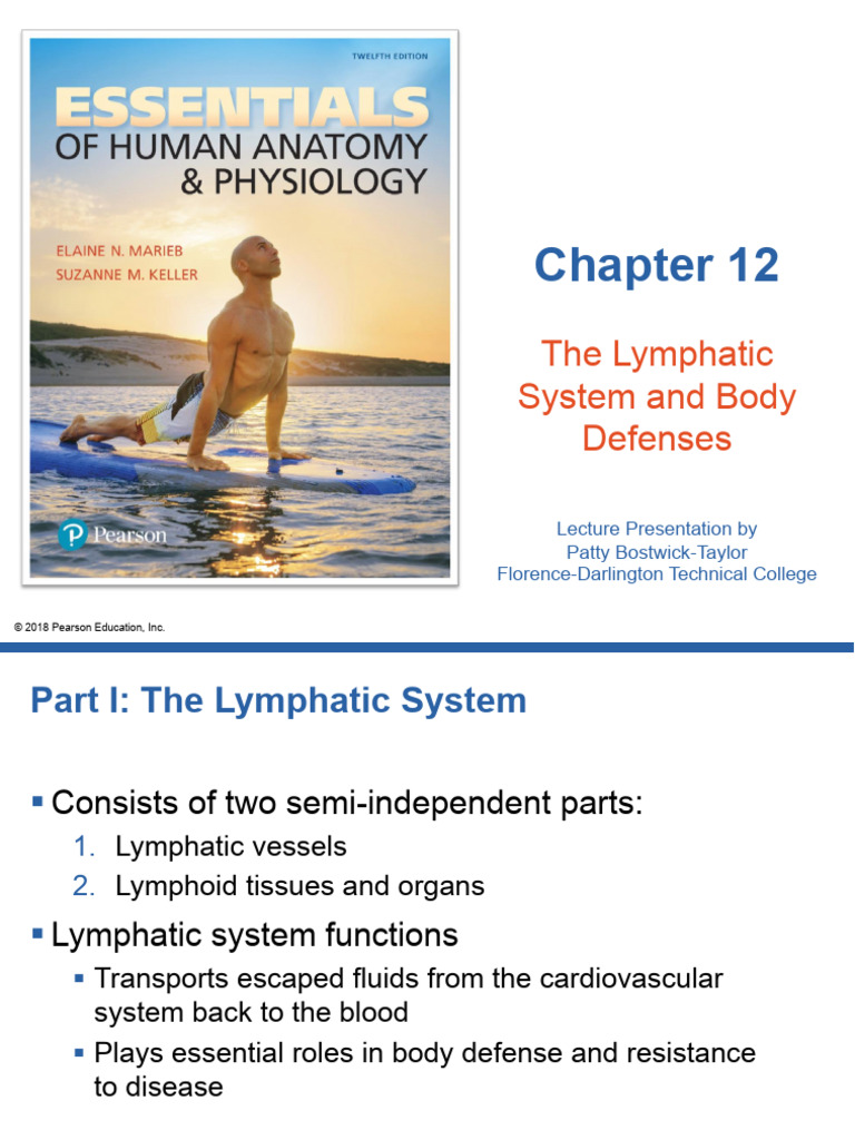 CHAPTER 12 Lymphatic System | PDF | Lymph Node | Lymph