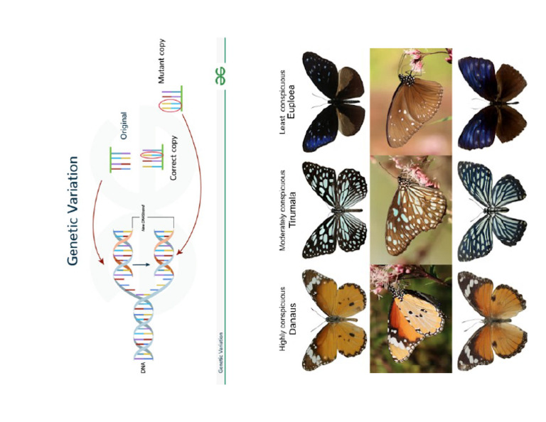 Variation | PDF