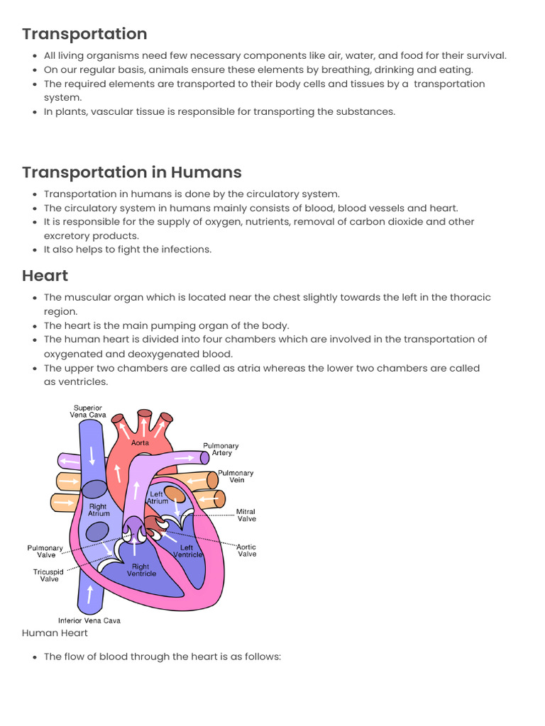 Human Circulatory System Overview | PDF | Circulatory System | Artery