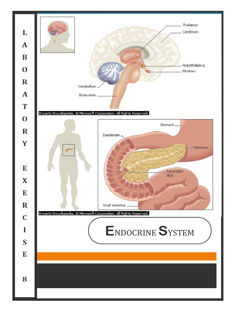 Laboratory-Exercise-8-Endocrine-System-B | PDF | Endocrine System ...
