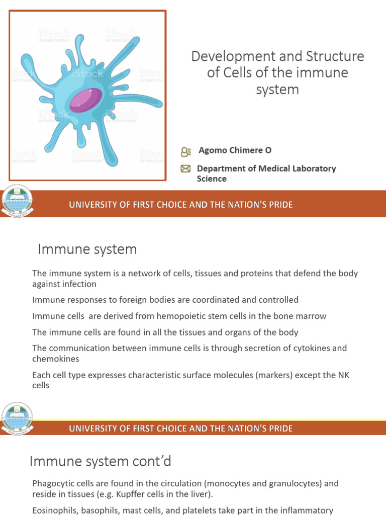 Immune System Cell Development Overview | PDF | Immune System | T Cell