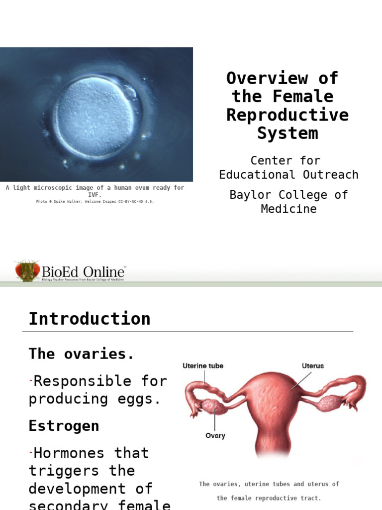 Female Reproductive and Menstrual Cycle | PDF | Labia | Menstrual Cycle