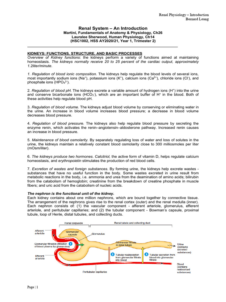 Overview of Kidney Functions and Processes | PDF | Kidney | Angiotensin