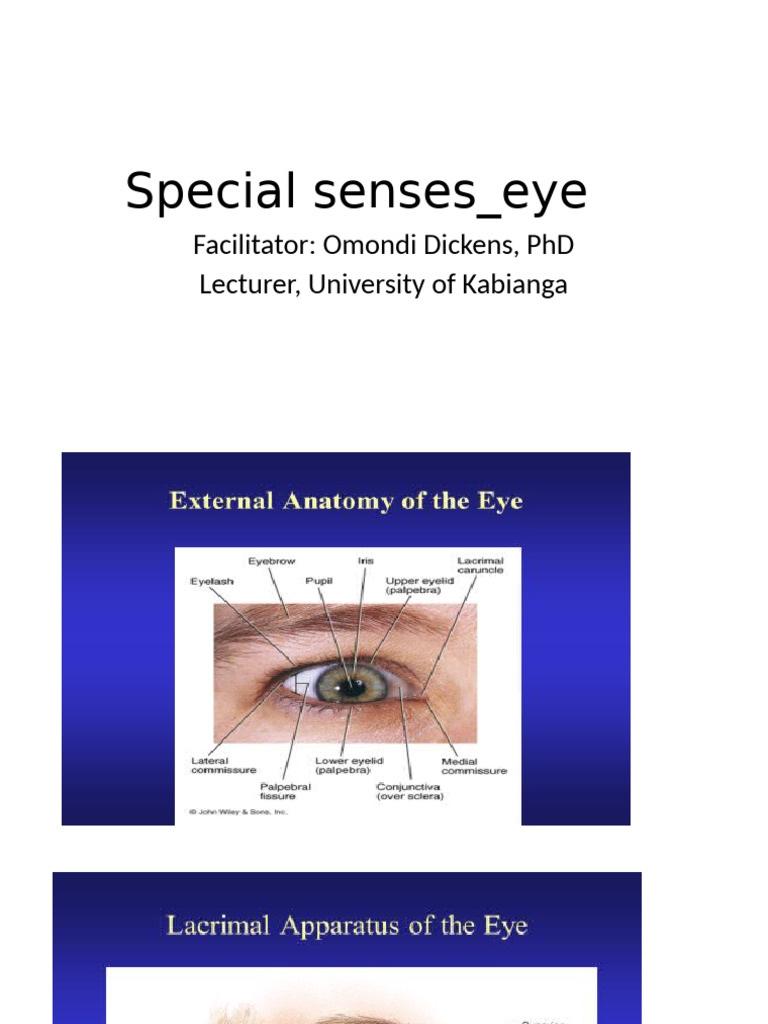 Anatomy of the Eye and Eyelids | PDF | Retina | Visual Perception