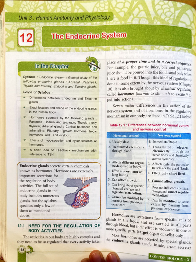 The Endocrine System | PDF
