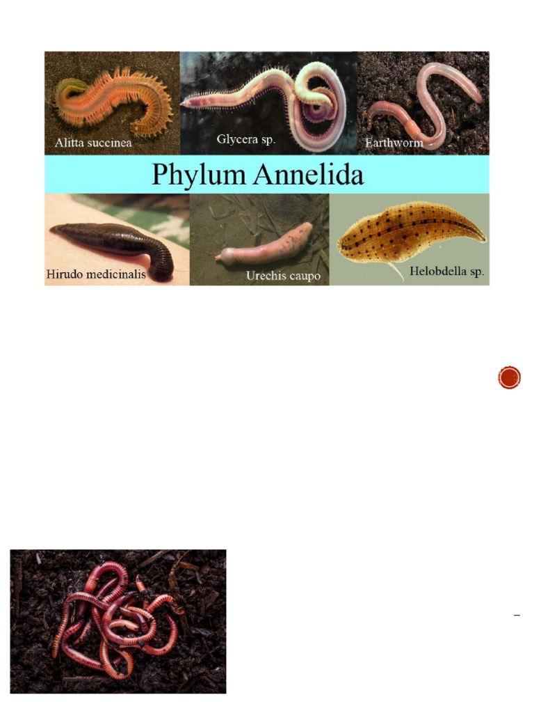Phylum Annelida | PDF