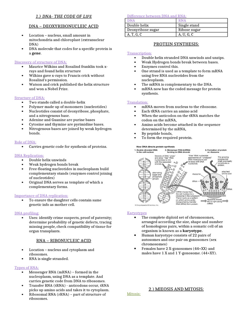 DNA, RNA, and Genetic Processes Explained | PDF | Dna | Nucleotides