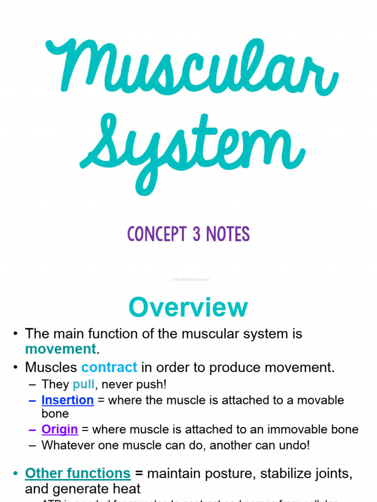Understanding Muscle Function and Structure | PDF | Muscle Contraction ...
