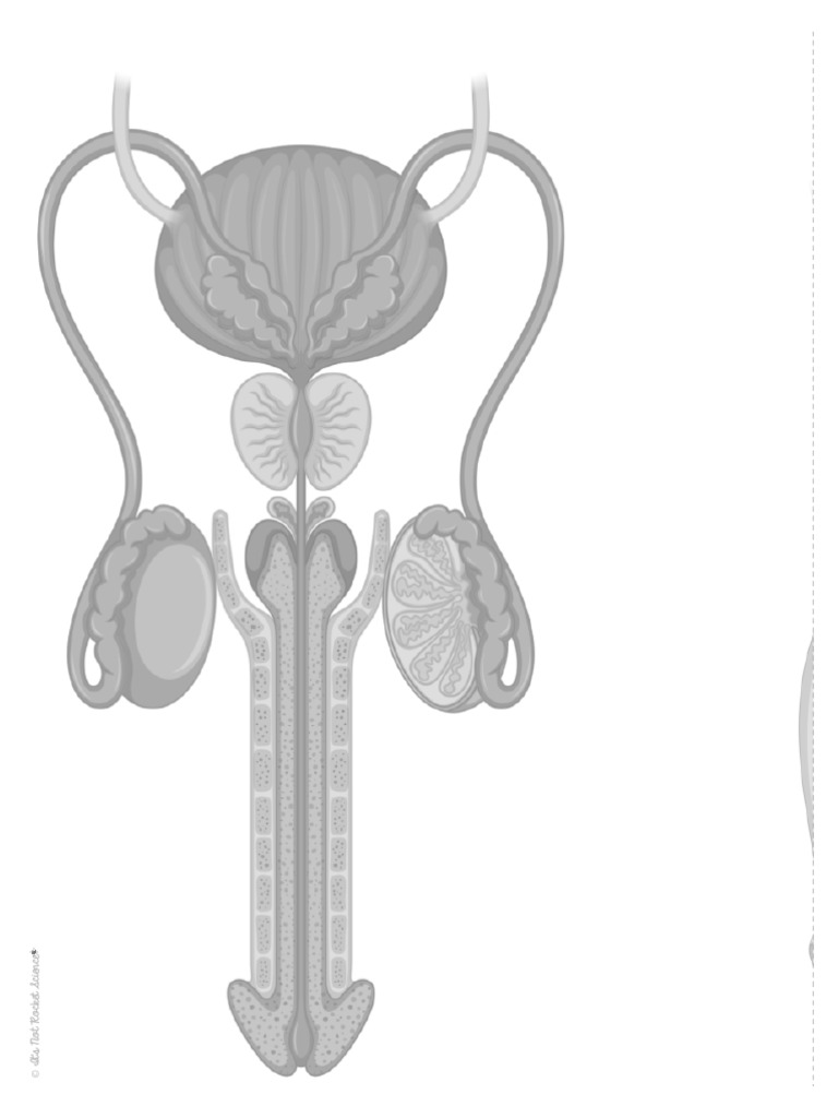 big-body-diagram-male-reproductive-system-pdf