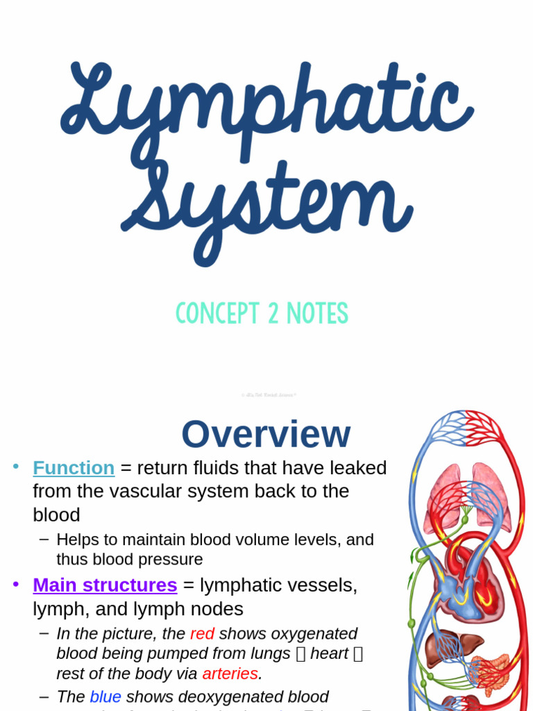 Lymphatic System Overview and Functions | PDF | Lymphatic System ...