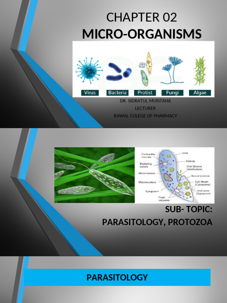 Understanding Protozoa and Parasitology | PDF | Protozoa | Plasmodium
