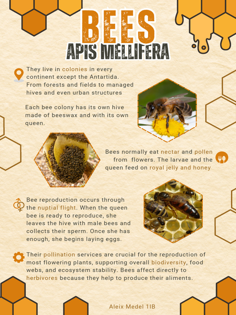 Bees AleixMedel1IB | PDF