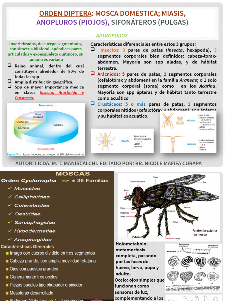Insectos y Miasis: Piojos y Pulgas | PDF | Mosca | Insectos