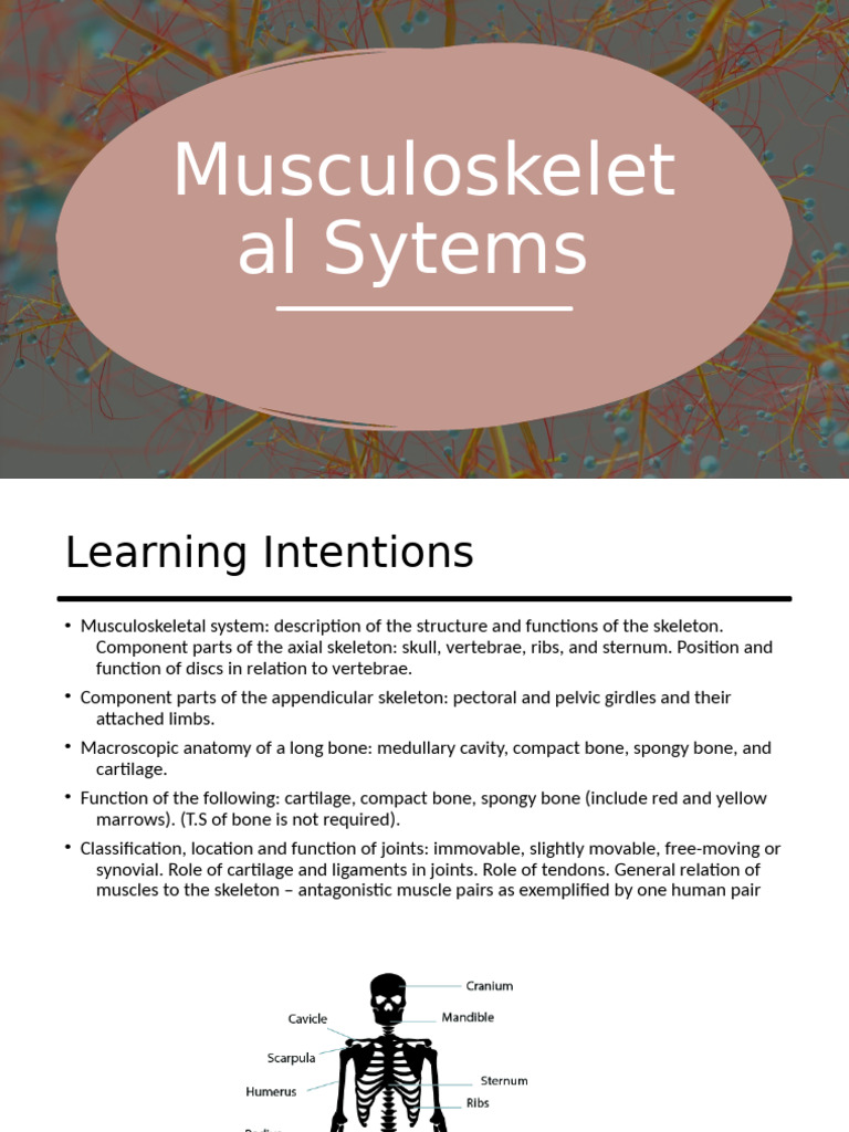Musculoskeletal System Overview | PDF | Bone | Skeleton