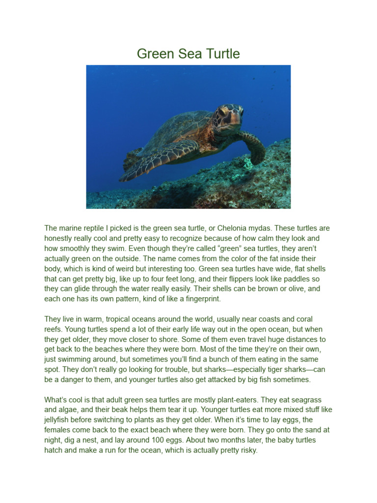 Green Sea Turtle | PDF