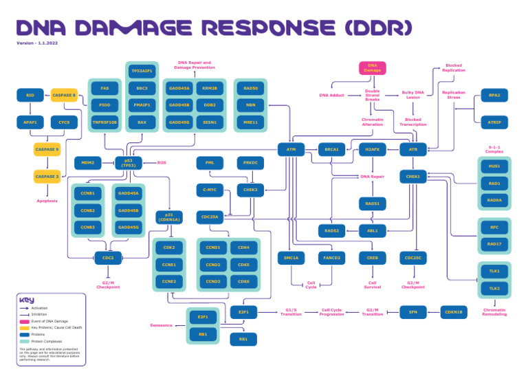 2021 38058 Dna Damage Response Pathway | PDF | Dna Repair | Macromolecules