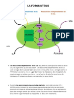 Actividad 3. - Diagrama de Flujo de La Fotosintesis