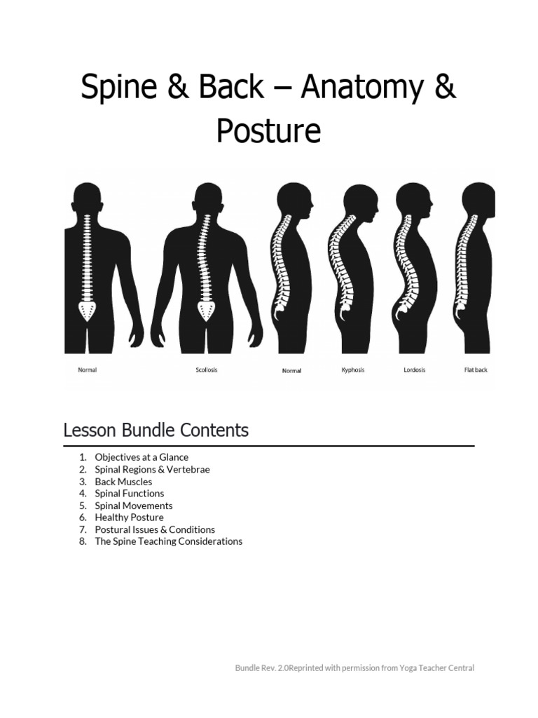 Spine Anatomy and Posture Guide | PDF | Vertebra | Musculoskeletal System