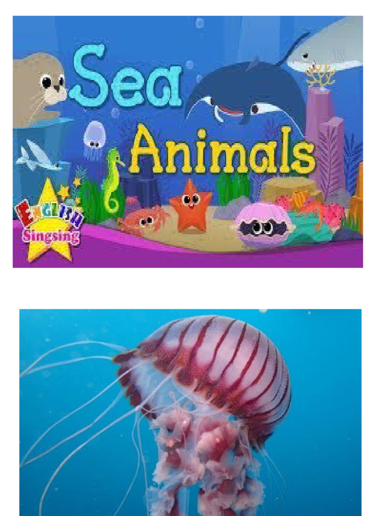 m7 Sea Animals | PDF
