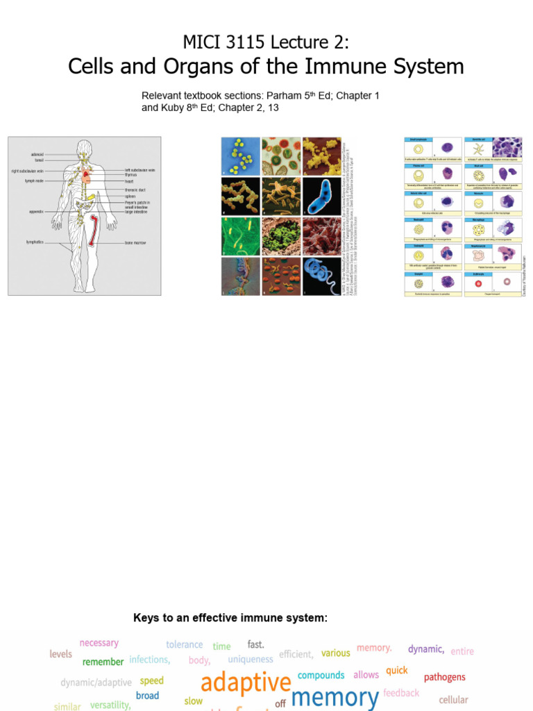 Immune System Cells and Functions Overview | PDF | Haematopoiesis ...