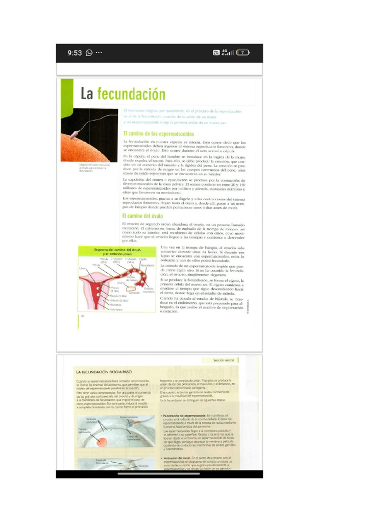 Cyt | PDF