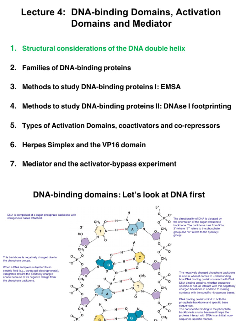 DNA-Binding Proteins and Their Mechanisms | PDF | Myc | Alpha Helix