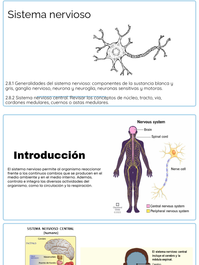 Estructura y Función del Sistema Nervioso | PDF | Médula espinal ...