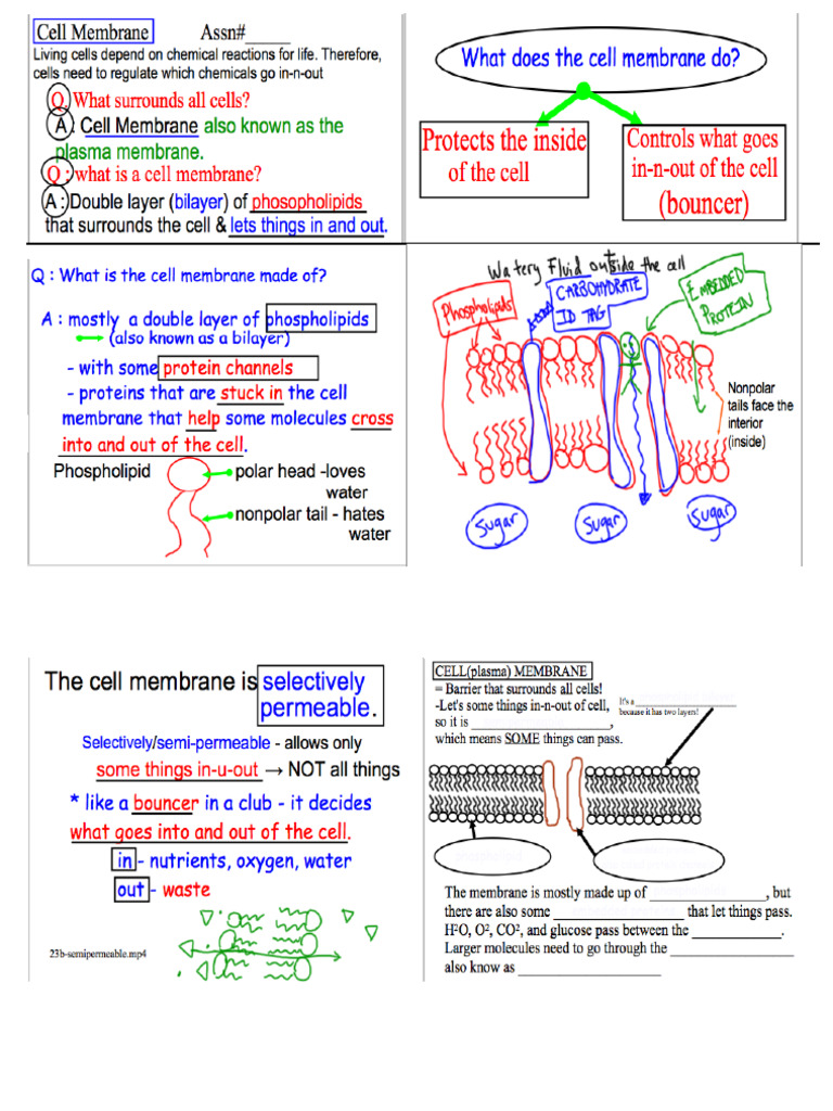 Cell Membrane Notes #1 | PDF