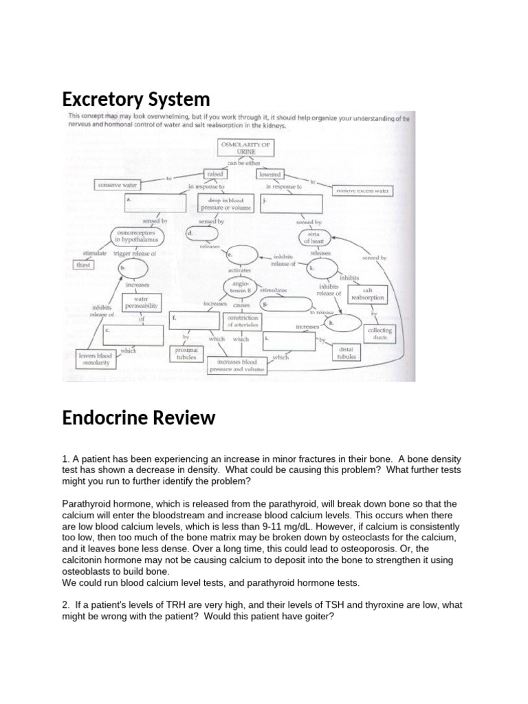 Excretory and Endocrine System Insights | PDF | Thyroid Stimulating ...