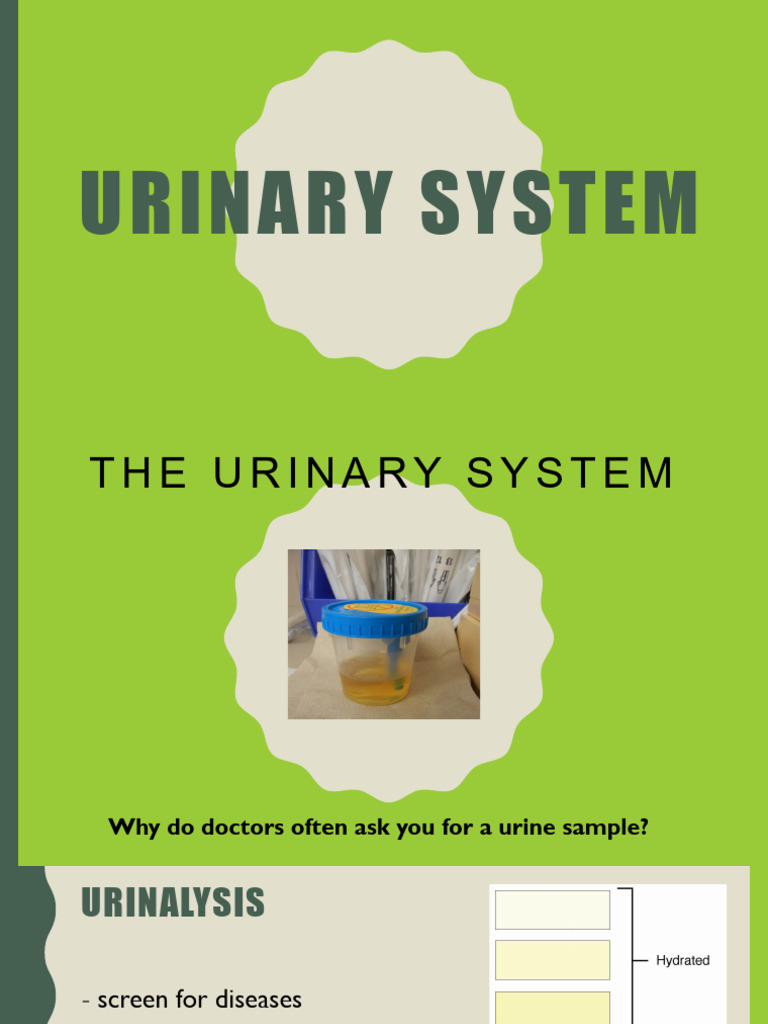 Urinary System 1 | PDF | Kidney | Urinary System