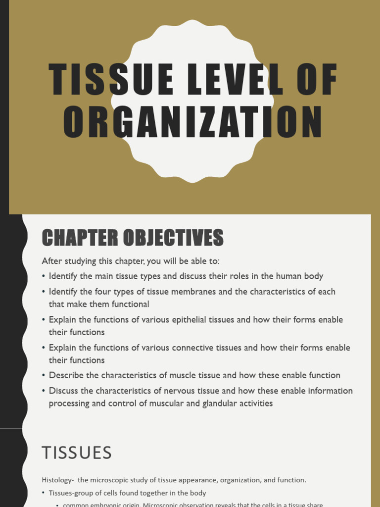 Tissue Level of Organization-3 | PDF | Connective Tissue | Epithelium